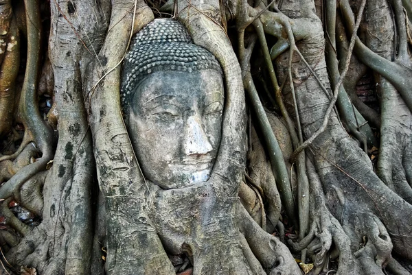 Cabeça Buda Feita Arenito Árvore Crescida Ásia Tailândia — Fotografia de Stock