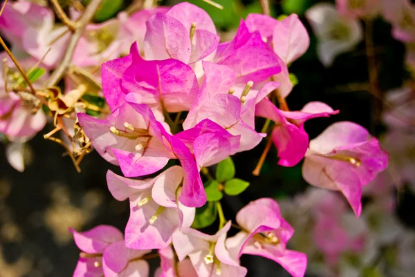 Primo piano di bougainvillea fiore rosa — Foto Stock