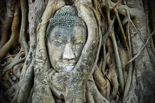 stock image Head of Buddha in tree