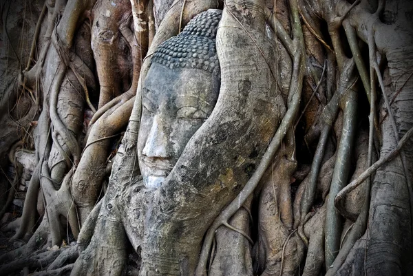 Kopf des Buddha im Baum — Stockfoto