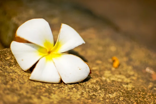 White orchid flower on stone — Stock Photo, Image