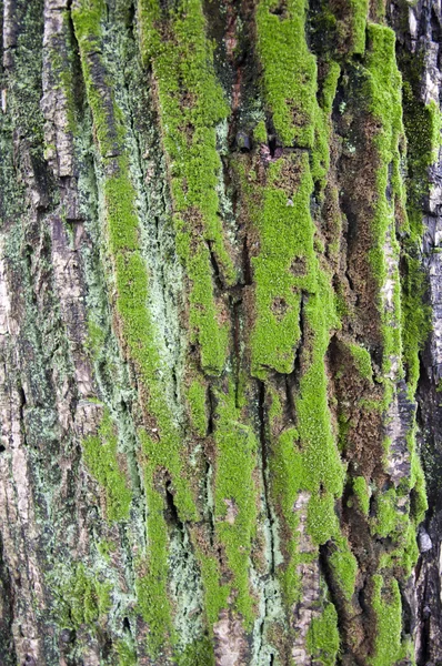 Maple tree bark — Stock Photo, Image