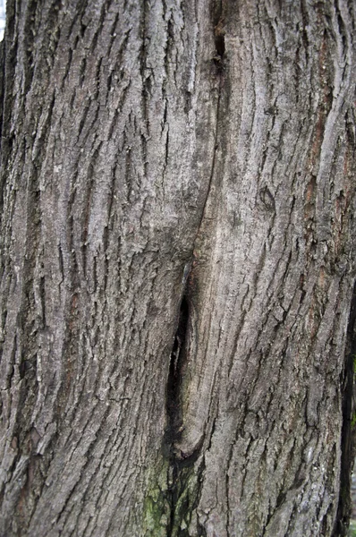메이플 나무 껍질 — 스톡 사진