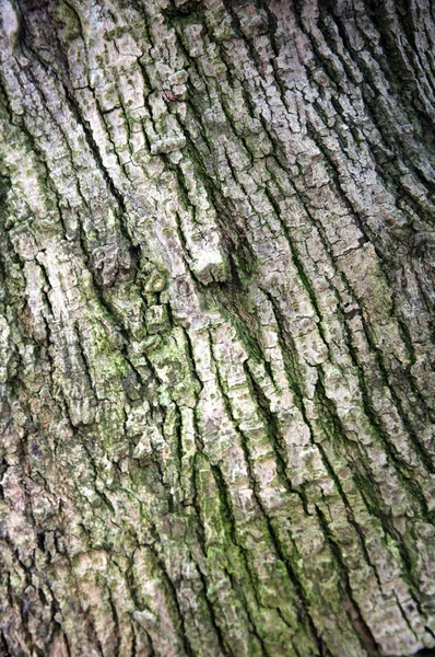 반얀 나무 껍질 — 스톡 사진