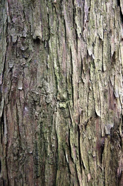 Casca de árvore de metasequoia — Fotografia de Stock