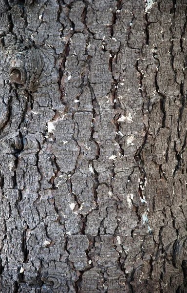 녹 나무 껍질 — 스톡 사진