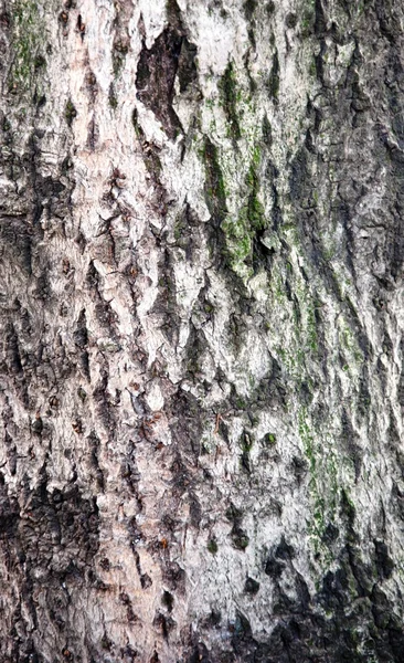 Casca de árvore de Osmanthus — Fotografia de Stock