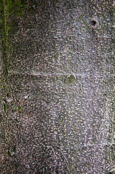 Magnolia grandiflora casca de árvore — Fotografia de Stock