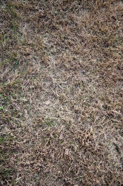 Herfst verdord gras — Stockfoto