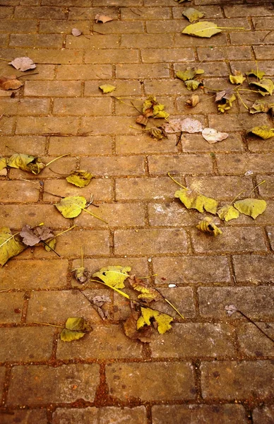 Stone pavement and Defoliation — Stock Photo, Image