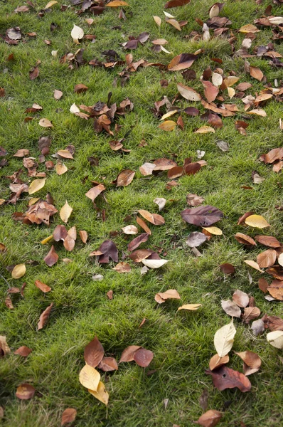 Autumn lawn and Defoliation — Stock Photo, Image