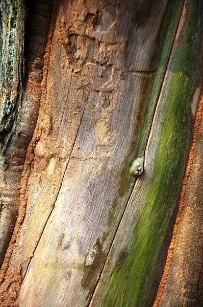Corteza de árbol —  Fotos de Stock