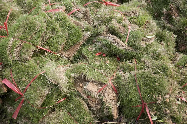 Bundles of grass — Stock Photo, Image