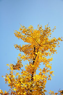 Ginkgo ağacı