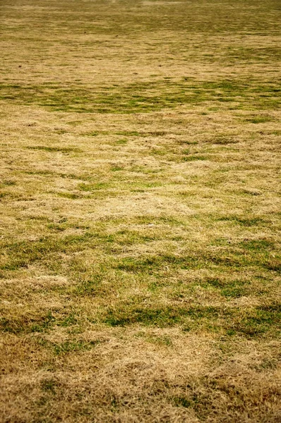 Geç sonbahar çim — Stok fotoğraf