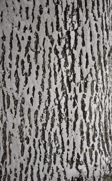 Den Baum mit Kalk bemalen — Stockfoto