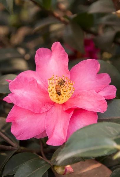 stock image Bee and flower