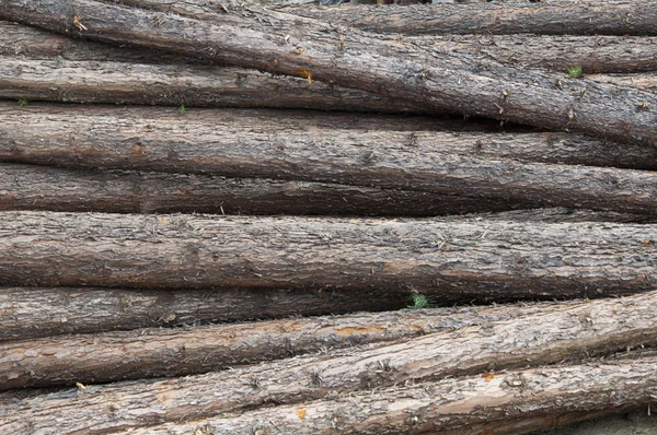 Pålar av trä — Stockfoto