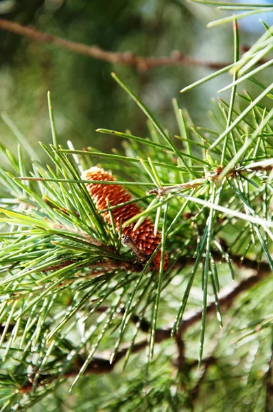 stock image The fruit of the tree needles