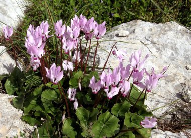 SHOHAM Cyclamens 2007