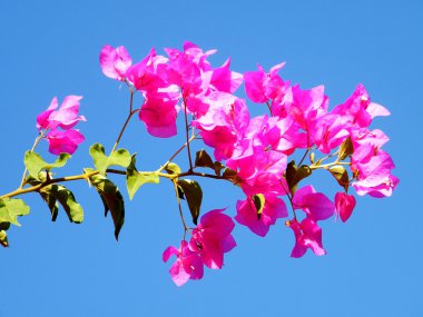 veya pembe yehuda bougainvillia 2010