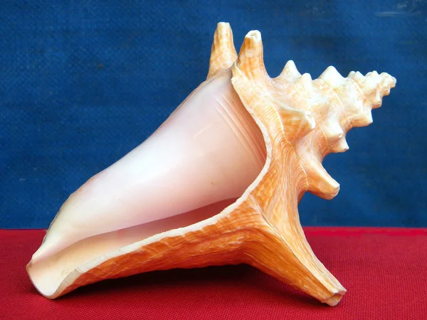 Vagy yehuda rózsaszín tengerre shell 2010 — Stock Fotó