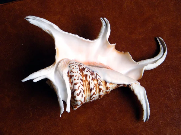 Или Yehuda Sea Shell on a brown 2010 — стоковое фото