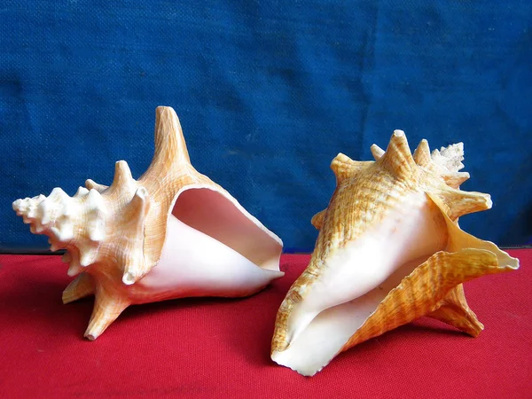 或耶胡达 · 两海贝壳 2010 — 图库照片