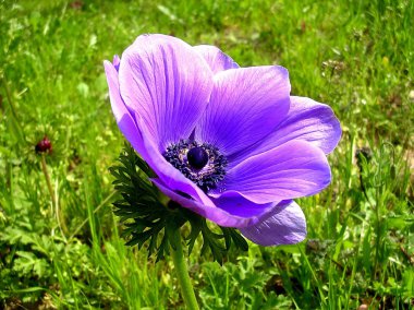 Ramat gan park mor taç anemone 2007