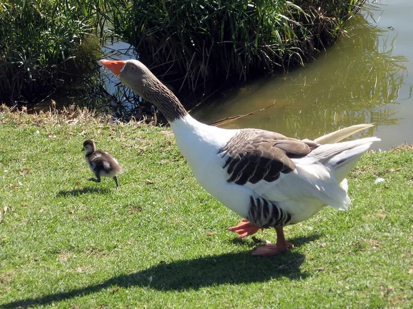 Ramat Gan Park Geese and duckling in promenade 2008 — Stock Photo, Image