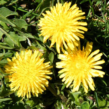 Thornhill üç dandelions 2010