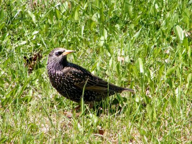 Thornhill ortak starling 2010 izole