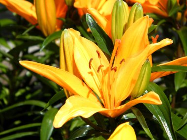 Toronto Lily 2010