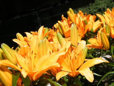 Toronto turuncu lily 2010