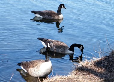 Toronto yüksek Parkı kaz pond 2010 tarihinde