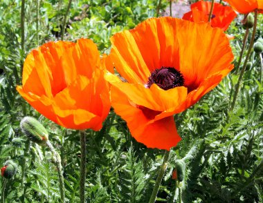 Toronto yüksek park poppys Haziran 2009