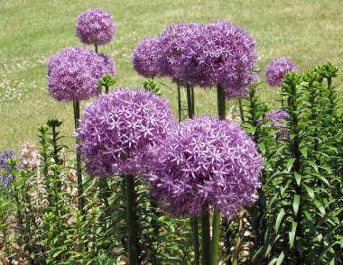 Toronto yüksek park mor Agapanthus'tan almıştır Haziran 2009