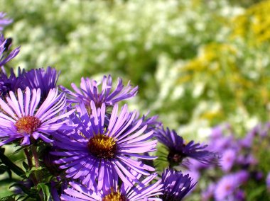 Toronto yüksek park mor aster 2004