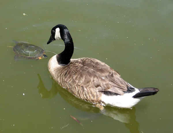 Thornhill geese and turtle 2009 — Stock Photo, Image
