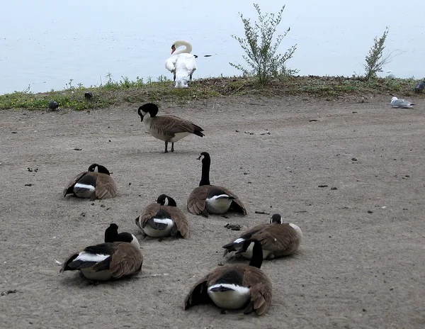 Aves de Lago Toronto 2009 — Fotografia de Stock