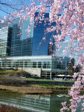 Tysons Corner Pink Cherry Blossoms 2010 clipart