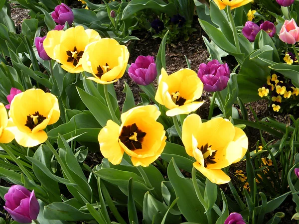 Tysons Corner tulips 2010 — Stock Photo, Image