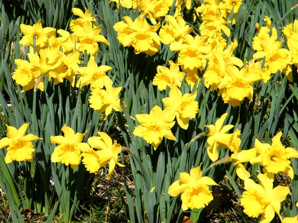 stock image Tysons Corner Yellow narcissuses 2010