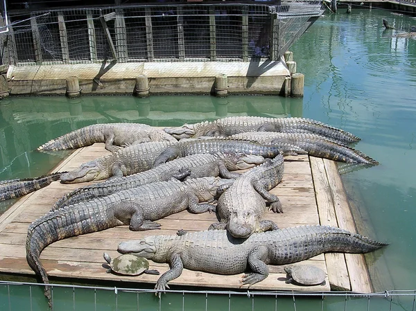 Monroe Alligator Park 2003 — Stockfoto