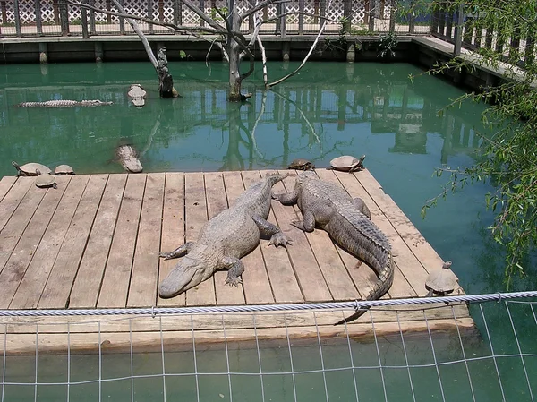 Monroe krokodillen en schildpadden in alligator park 2003 — Stockfoto