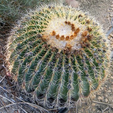 Ein Gedi Echinocactus grusonii 2010