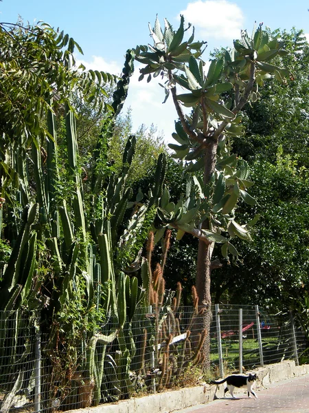 Neve Monosson Cacti thicket 2010 — Stock Photo, Image