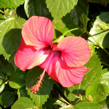 ya da izole kırmızı yehuda hibiscus 2010