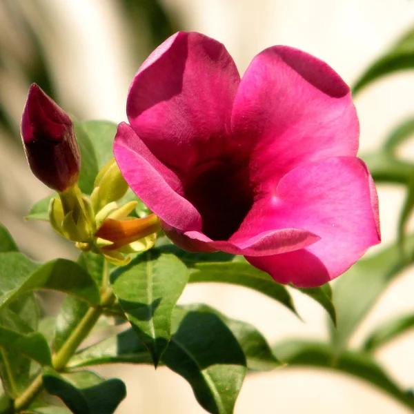 Or Yehuda Mandevilla sanderi flower 2010 — Stock Photo, Image