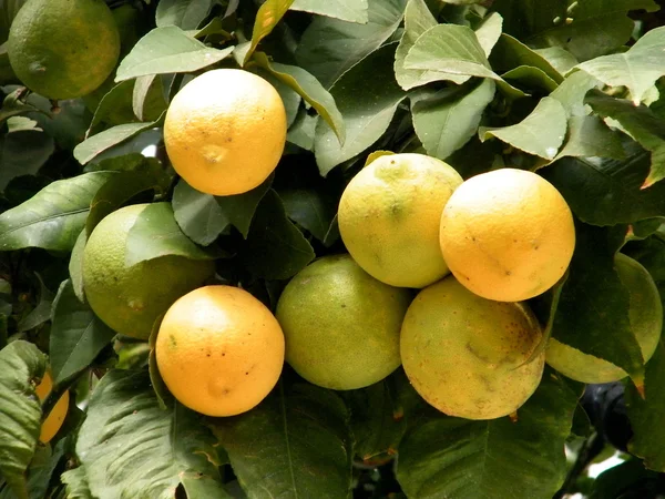 O naranjas Yehuda 2010 — Foto de Stock